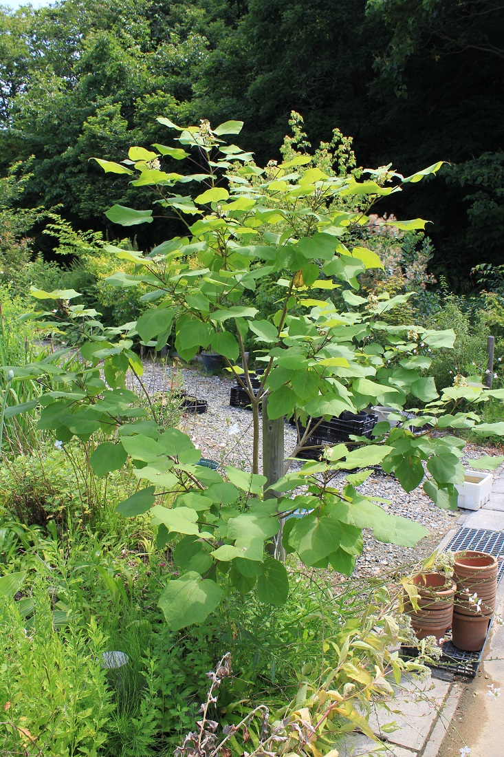 分野別詳細ページ
